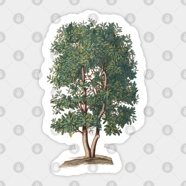 Tree Vintage Botanical Illustration Sticker by Biophilia